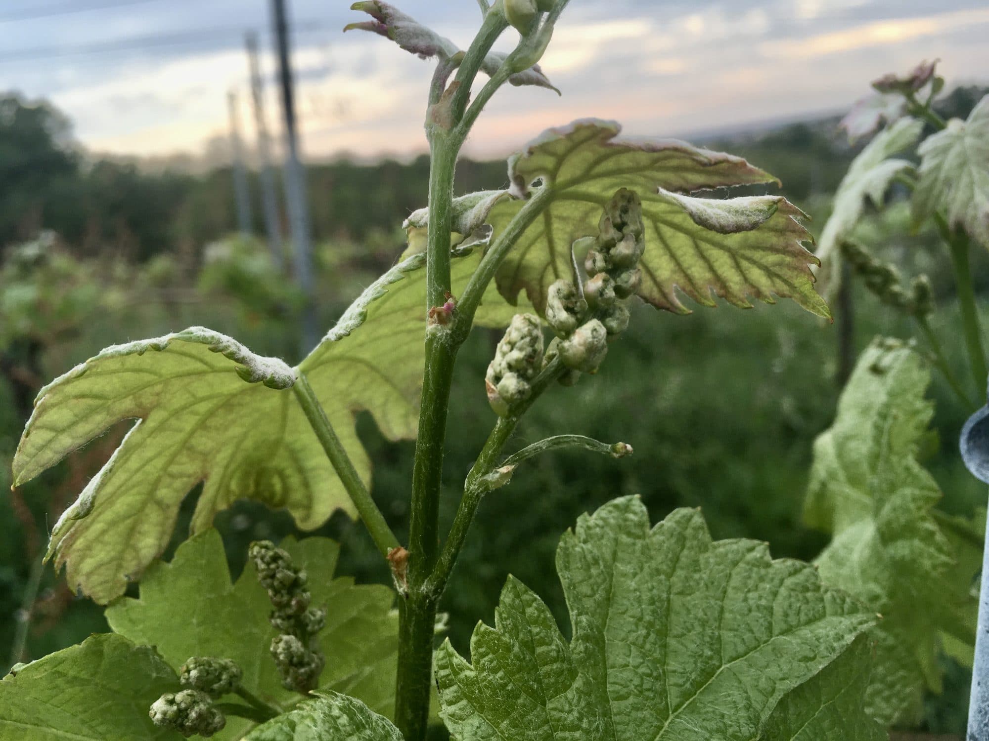 03 printemps le printemps au chateau Beneyt