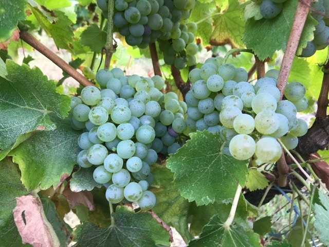 automne l'automne au chateau Beneyt